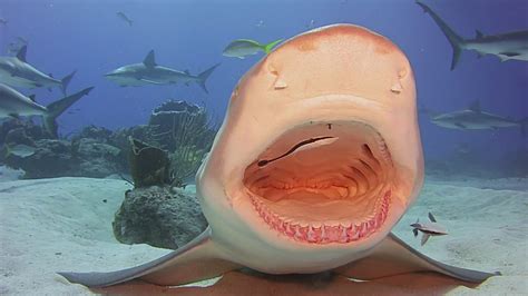 Watch Fish Clean A Sharks Teeth Nwf Ranger Rick