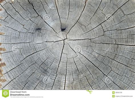 Cracked Pine Tree Trunk In Cross Section Stock Photo Image Of Rough