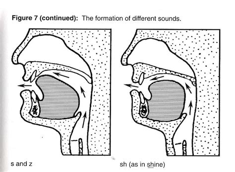Coping With Stuttering How Speech Sounds Are Formed