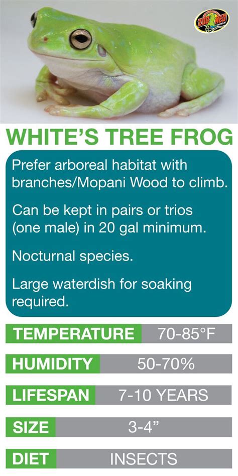 Whites Tree Frog Care Sheet Learn The Basics Of Whites Tree Frog
