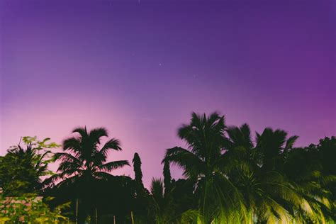 Free Images Sky Nature Palm Tree Vegetation Purple Arecales