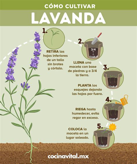 Cómo Cultivar Lavanda A Partir De Esquejes En 2020 Cultivo De Plantas Plantas De Lavanda