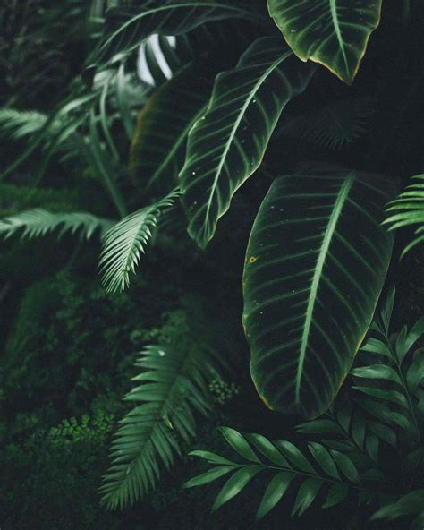 Plant Aesthetic Wallpapers Top Free Plant Aesthetic Backgrounds