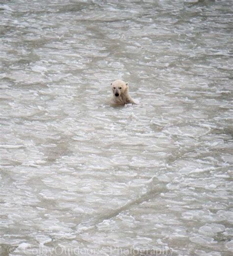 Cubs Drowning Due To Sea Ice Loss