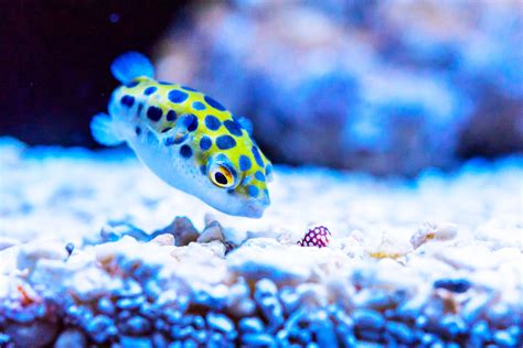 Green Spotted Pufferfish Care And Facts Tetraodon Nigroviridis