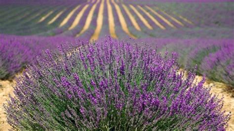 6 Cara Mudah Menanam Dan Merawat Bunga Lavender Gaya