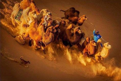Gobi Desert Photo Awards International Photography