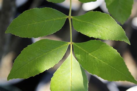 Green Ash Leaf 3 Ontario Native Plant Nursery
