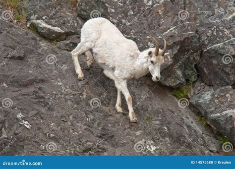 Dall Sheep Lamb Climbing Stock Photo Image Of Rock Alaska 14575680