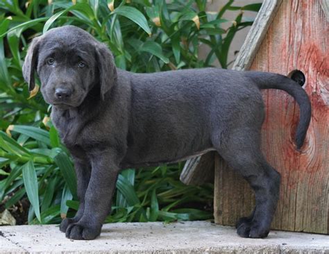 Akc Registered Charcoal Labrador Retriever For Sale Sugarcreek Oh Fem
