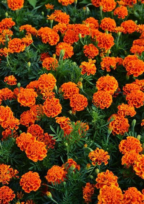 Happy Orange Orange Aesthetic No Rain No Flowers Marigolds In Garden