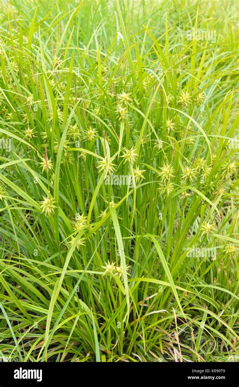 Mace Sedge Carex Grayi Stock Photo Alamy