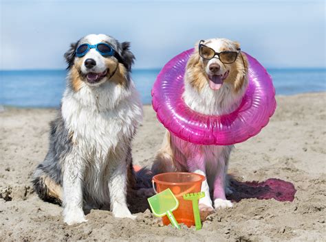 The exact period is july 3 through aug. 4 Tips To Enjoy Golfing in the Dog Days of Summer!