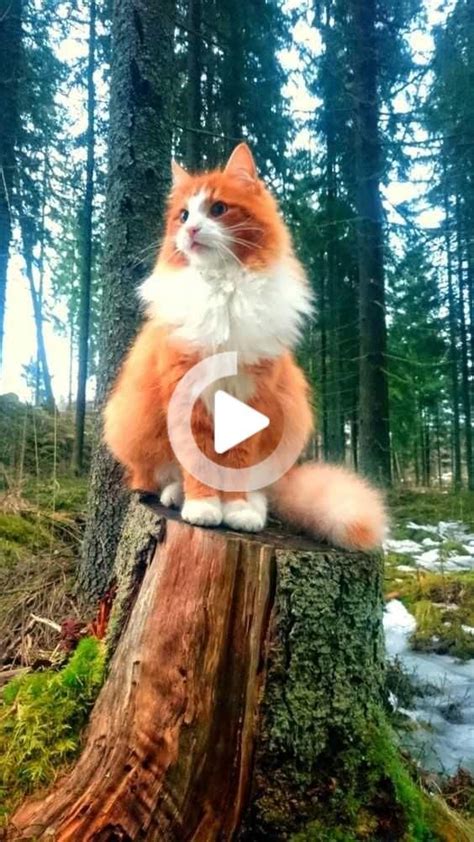 Here Is One Majestic Norwegian Forest Cat Perched On A Tree Stump In