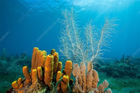 Yellow Tube Sponges In Coral Reef Stock Image C0318703 Science
