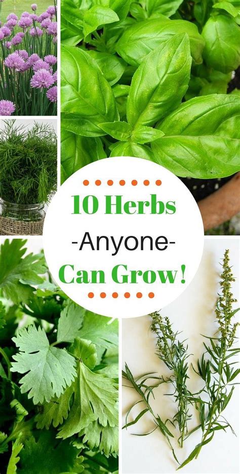 These 10 Herbs That Are Super Easy To Grow Even For Beginners Grow