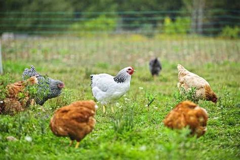 Sustainability In Poultry Production Canadian Poultry