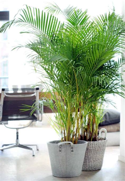 The Most Efficient Humidifier Areca Palm Metaefficient