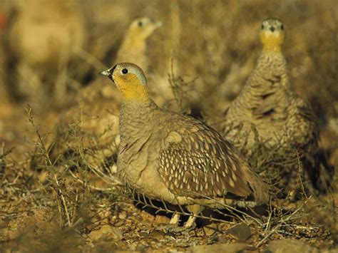 Crowned And Spotted Sandgrouse Faynan Heritage
