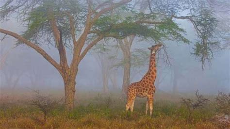 Bing Image The Tallest Animal In The World On The Longest Day Of The