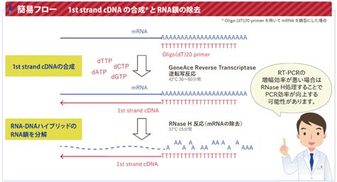Crescendo cdna synthesis kit provides efficient conversion and amplification across a range of rna inputs and quality. GeneAce cDNA Synthesis Kit（1st strand cDNA合成キット）
