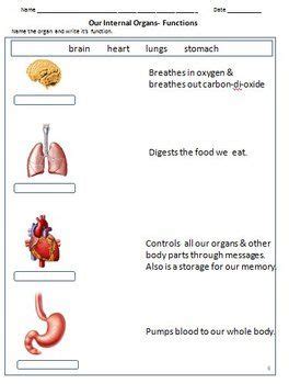 First grade, our body is wonderful, my body practice page for ist grade, our body, joints, my body moves, body movement, importance of thumb, how is the thumb important to us. My Body - Internal Organs, Bones, Joints & Muscles ...