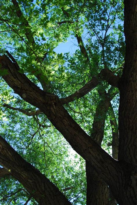 Poplar Tree Identification Guide