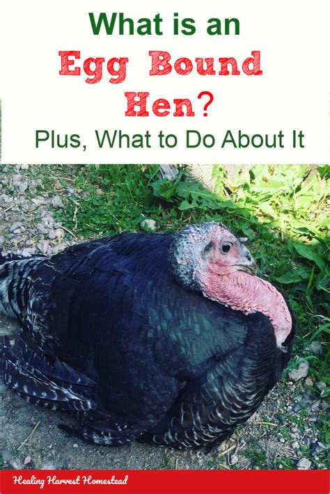 What To Do With An Egg Bound Turkey Hena Real Life Learning Tale