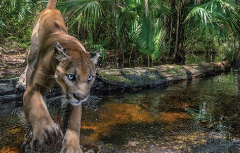 Once Nearly Extinct The Florida Panther Is Making A Comeback Ipsa