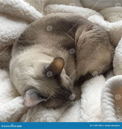 Siamese Cat Sleeping Stock Photo Image Of Feline Cream 112871960