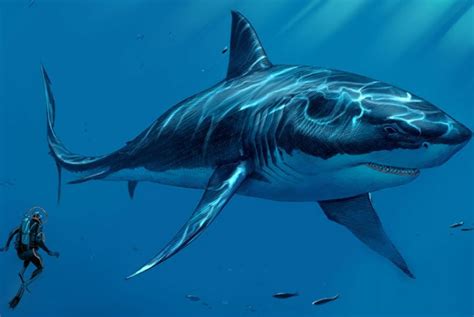 While the popular 2018 movie, the meg, pits. The Truth About Megalodon: The World's Largest Extinct ...