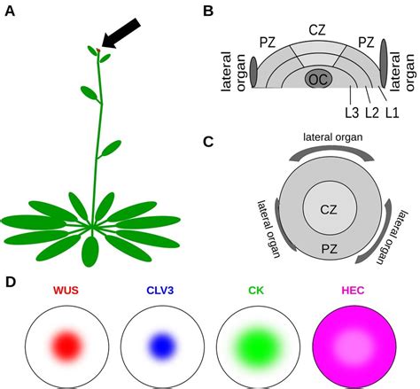 Sam Shoot Apical Meristem Location And Morphology A The Sam Is