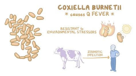 Coxiella Burnetii Q Fever Video And Anatomy Osmosis