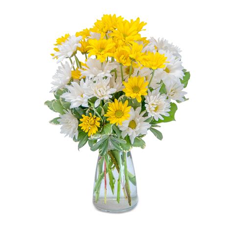 Dazed Daisies in Frederick, MD | Frederick Florist