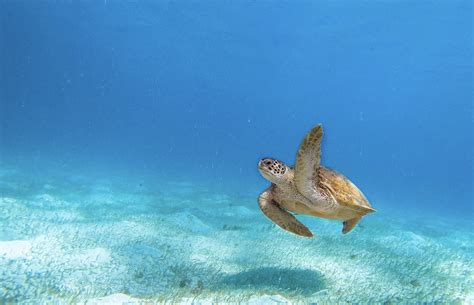 Plastic Pollution Affects Sea Life Throughout The Ocean