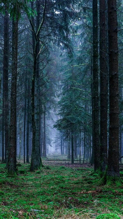 El Top 47 Fondos De Pantalla De Bosques Abzlocalmx