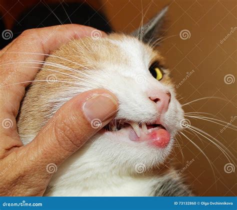 Eosinophilic Granuloma In The Mouth Of A Cat Cat With Oral Tumor