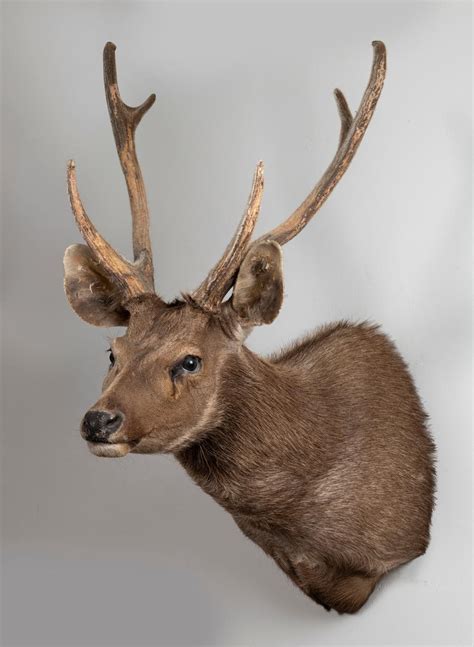 lot a shoulder mounted taxidermied deer
