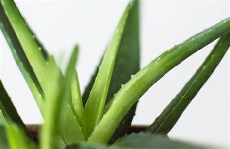 aloe vera tout savoir sur la plante miracle astuces jardinage