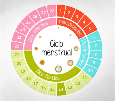 Fases Del Ciclo Menstrual Desarrollo Folicular Temperatura Y Hormonas