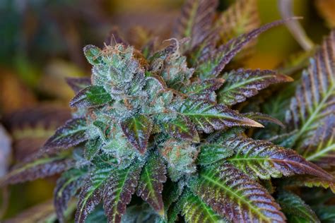 Purple Lemon Kush Cannabis Strain Feminized Autoflower