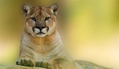 Wallpaper Animals Lion Wildlife Big Cats Whiskers Puma Cougar
