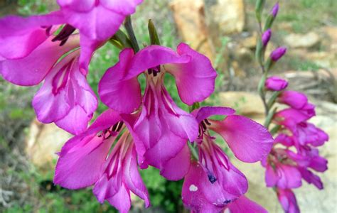 The Birth Flower Of August Gladiolus Fronds With Benefits