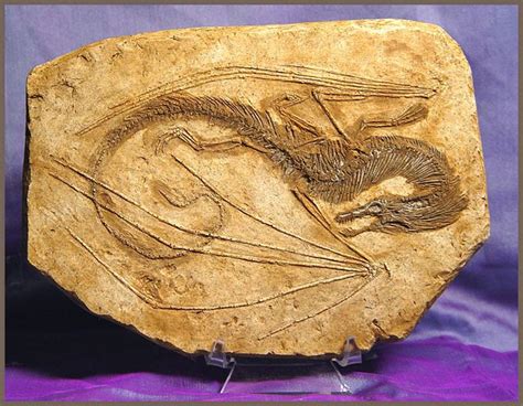 Propnomicon Fossilized Dragon