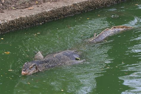 東南アジアの爬虫類 豚に真珠の カプリチオーソ