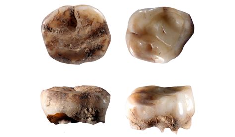 Dna Reveals Clues To The Siberian Ancestors Of The First Americans