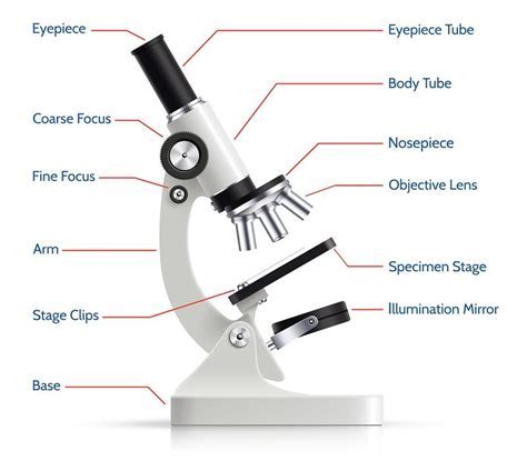 Microscopio Partes Mecanicas Y Opticas Mind Map Images