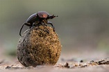 Dung Beetles: Dung Quality, Male Morphology, and Social Context Affect ...