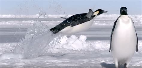 Emperor penguins huddle together to save each other from the harsh cold of the antarctic. Video: Emperor Penguins' Big Air Down South