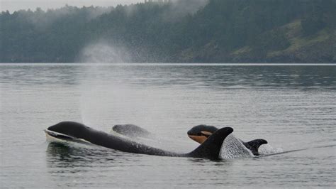 Orca Baby Boom Off British Columbia Cnn